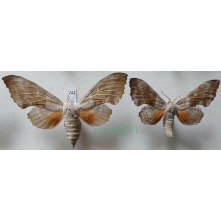 Laothoe populi populi (Linnaeus, 1758) pair Nastrosz topolowiec Czech74f